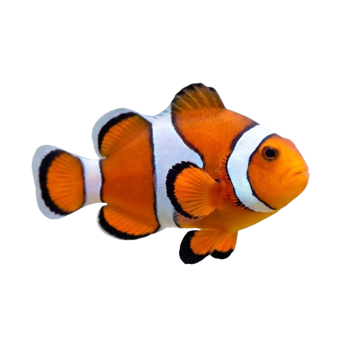 Tropical Fish